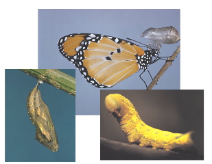 Butterfly, Cacoon & Catapiller