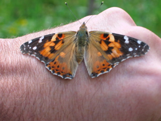 butterfly on hand