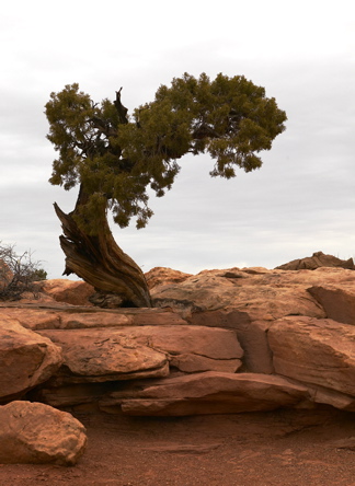 Dead Horse Juniper, UT