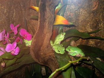 Tree Frogs