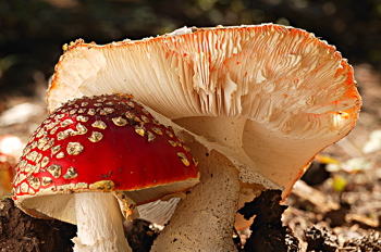 Amanita Mascaria