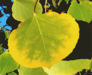 Aspen Leaf