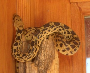 Bull snake at my door