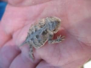 Horned Toad Camp Visitor