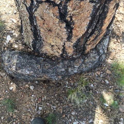 Ponderosa tree root hugging herself