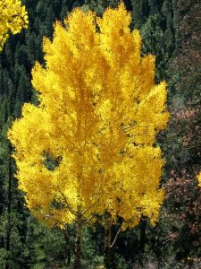 Golden Fall Aspen