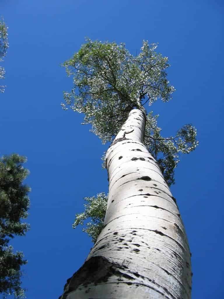 Aspen Trunk