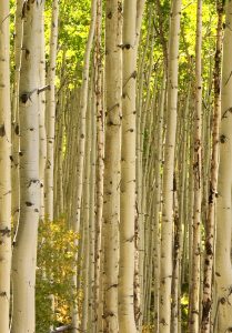 Aspen Trunks alight with Sun