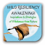 Wild Resiliency Awakening logo