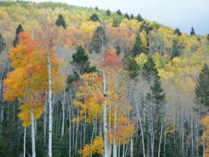 Speaking Aspens