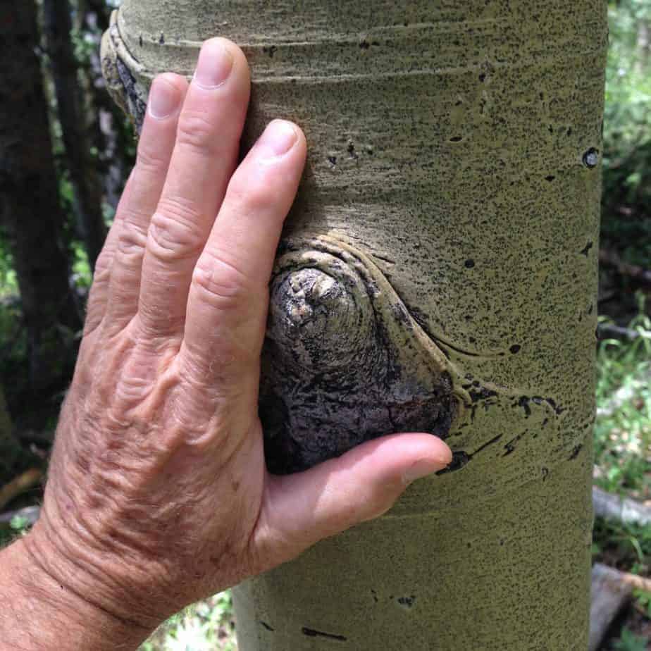 Hand caressing Aspen