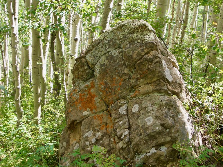 lichen on rock