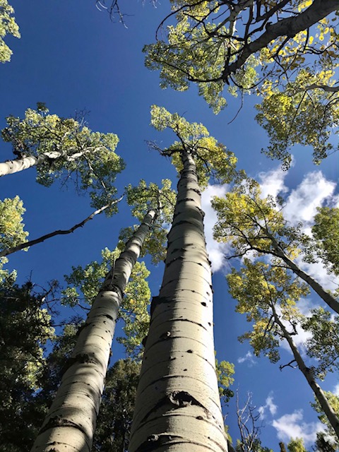 Aspen tree trunks and blue sky