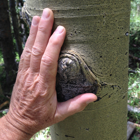 Hand caressing aspen trunk