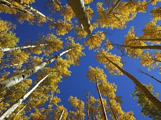 Resilient Aspen Sky