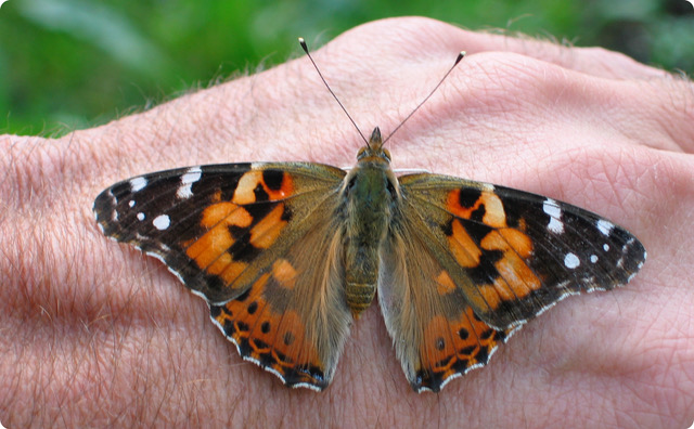 Butterfly on hand