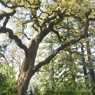 Resiliently Gangly Oak Tree