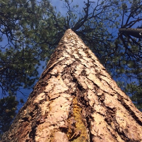 Old Growth Ponderosa Pine