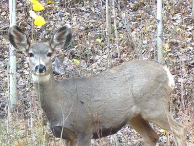 Resilient Mule Deer