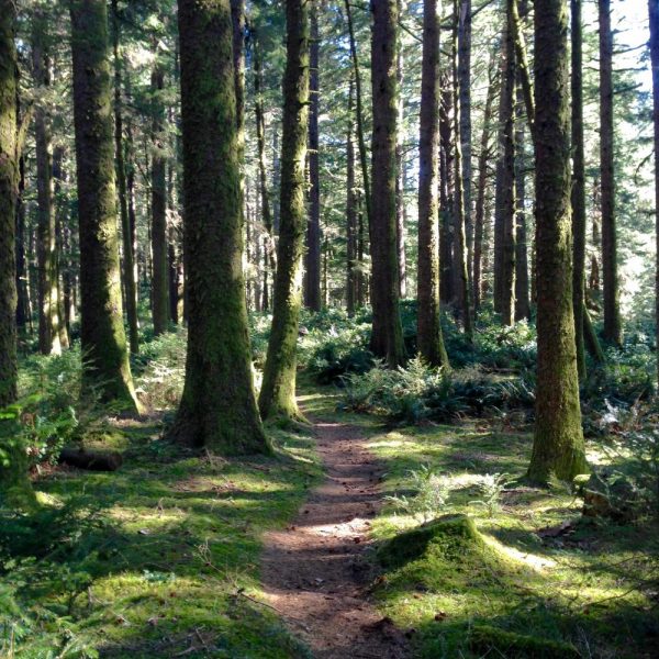 old-growth forest trail