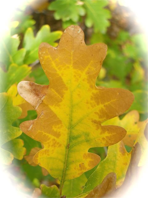 Gamble's Oak Leaf