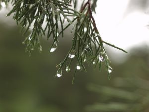 Resilient Rain Drop