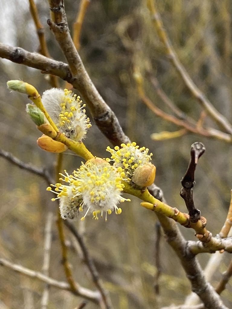 Pussy Willow Blossoms