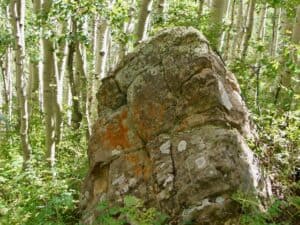 Colorful lichen on boulder in Aspen Grove