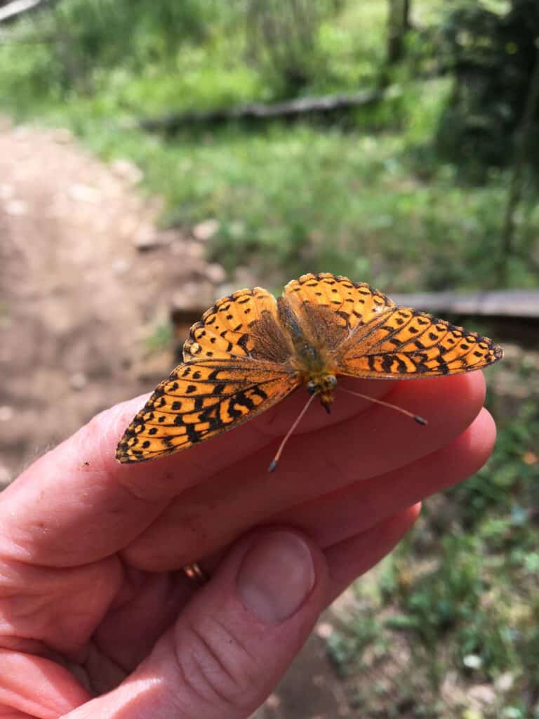 Butterfly on hand